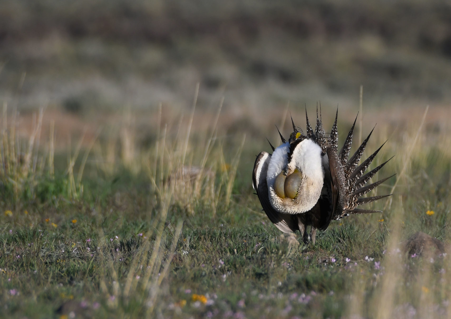 Magic Valley sage grouse